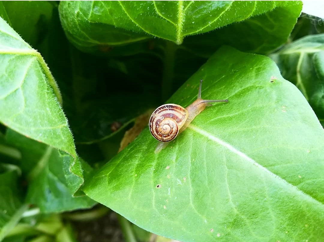 Chiocciola su foglia verde