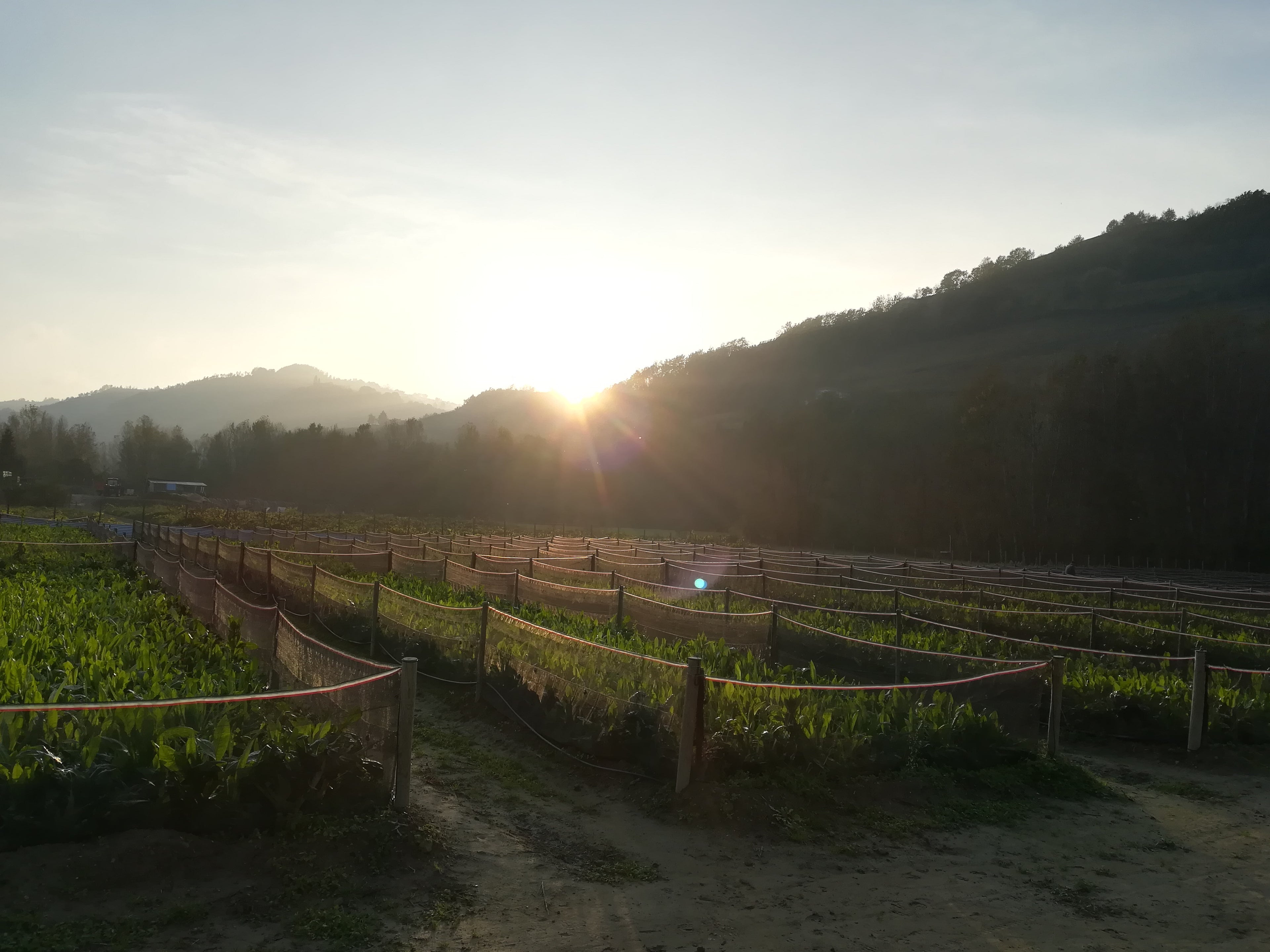 Tramonto campo eliccolo